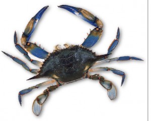 A Maryland Blue Crab