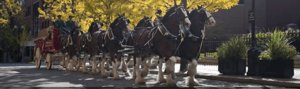 Budweiser Clydsdales Military Bowl Annapolis MD