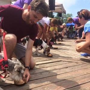 The pooches prepare for the pie-eating contest during the 2015 Puppy Plunge hosted by the SPCA of Anne Arundel County. 