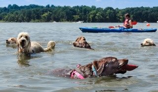 Hundreds of dogs are expected at the SPCA of Anne Arundel County's 2016 Puppy Plunge, August 21, 2016, at Camp Letts in Edgewater. 