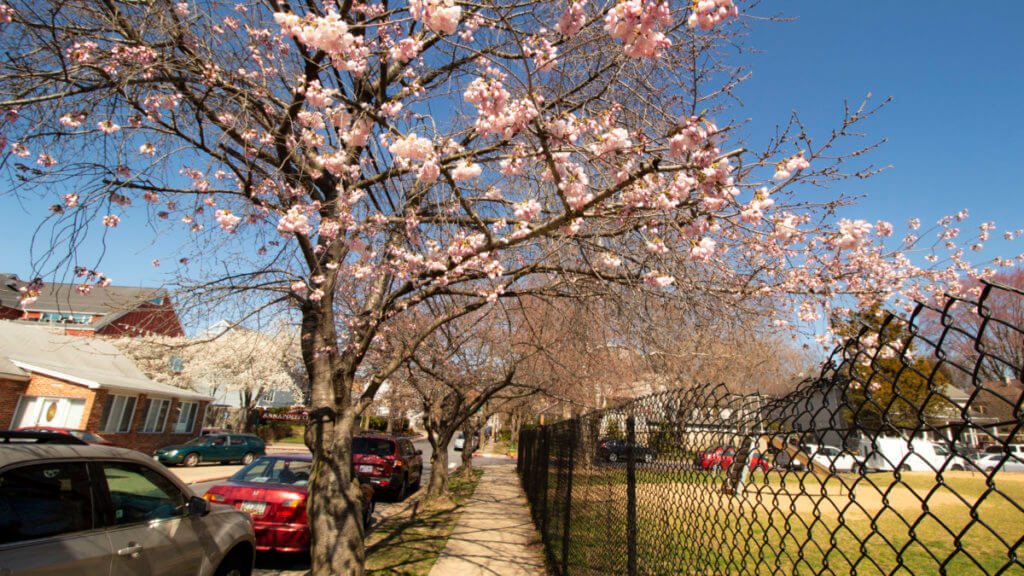 spring in annapolis